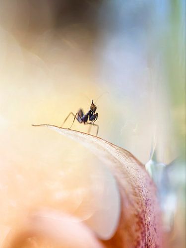 A temporary guest