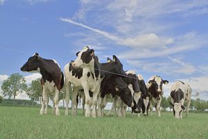 Cows in the pasture sur Ab Donker