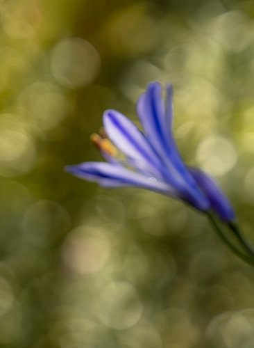 Silent Agapanthus