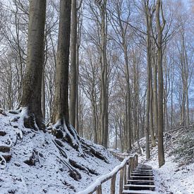 Besneeuwd Neigembos Boslandschap van Imladris Images