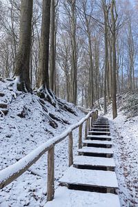 Besneeuwd Neigembos Boslandschap
