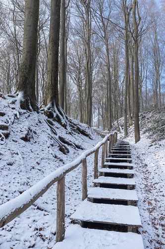 Verschneite Neigembos-Wald-Landschaft