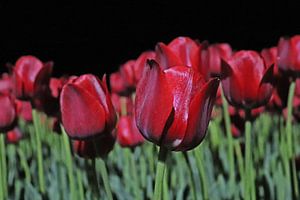 Tulpen in de nacht in Drenthe sur Jacqueline Holman