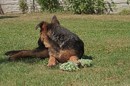 Schapenhond (puppy) liggend met speelbot