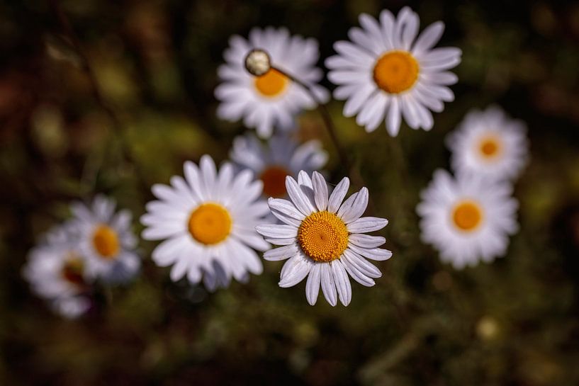 Daisy by Rob Boon