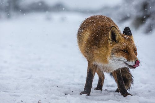 vos in de sneeuw
