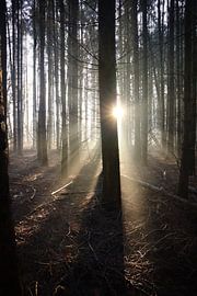 Sunbeams through the trees by Debby Gelderloos
