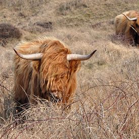 Scottish highlander on Texel in the winter cold by UMA Digital NL
