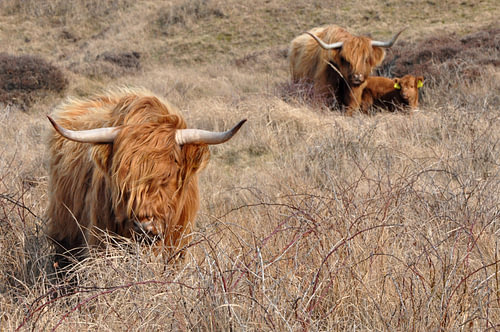 Schottischer Highlander auf Texel in der Winterkälte