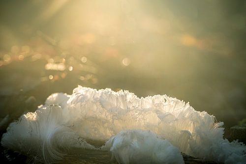 Hair Ice or Frost Beard on a piece of dead wood by Sjoerd van der Wal Photography