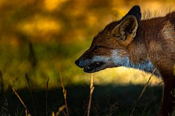 Angry fox van Joeri Imbos