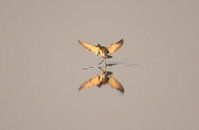 Who dances on the water by Patrick Schwarzbach thumbnail