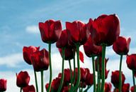 rode tulpen van ChrisWillemsen thumbnail