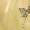Vlinder Blauwtje tijdens het gouden uurtje van Martin Bredewold