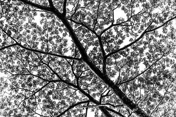 Ein afrikanischer Baum in Guinea