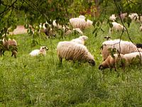 Schapen in de wei.
