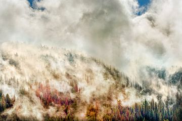Autumn pine forest covered with clouds in Yosemite National Park van Marcel van Kammen