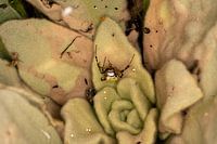 Wespenspinne - Argiope bruennichi 1