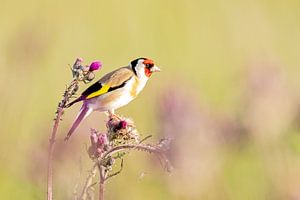 Chardonneret sur les chardons sur Roosmarijn Bruijns