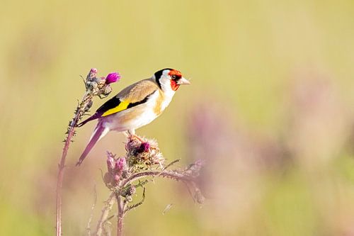 Goldfinch on the thistles