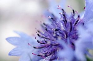 Purple blue, korenbloem Macrofotografie