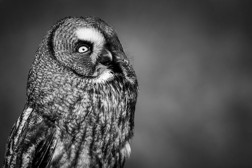 Lapland owl black and white by Lisa Dumon
