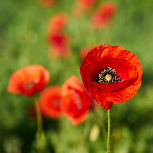 Rood bloeiende klaproos in een bloemenweide in de zomer