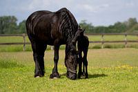 Friesian horse with foal