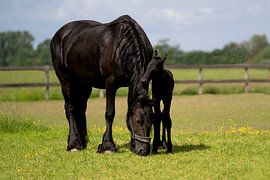 Friesian horse with foal