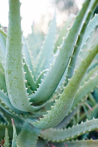 aloe vera plant in morning light