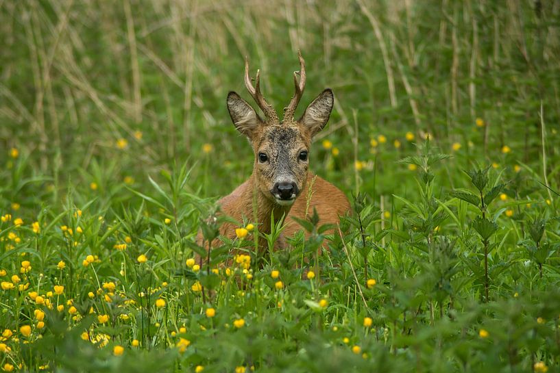 Reebok by Harry Punter