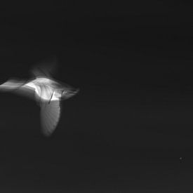 Abstract image of a flying bird, negative by Anne Ponsen