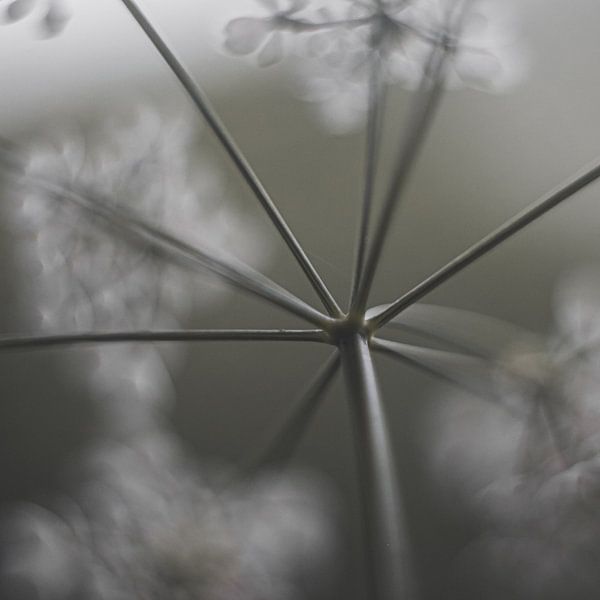 Summer magic by Linda Doppenberg