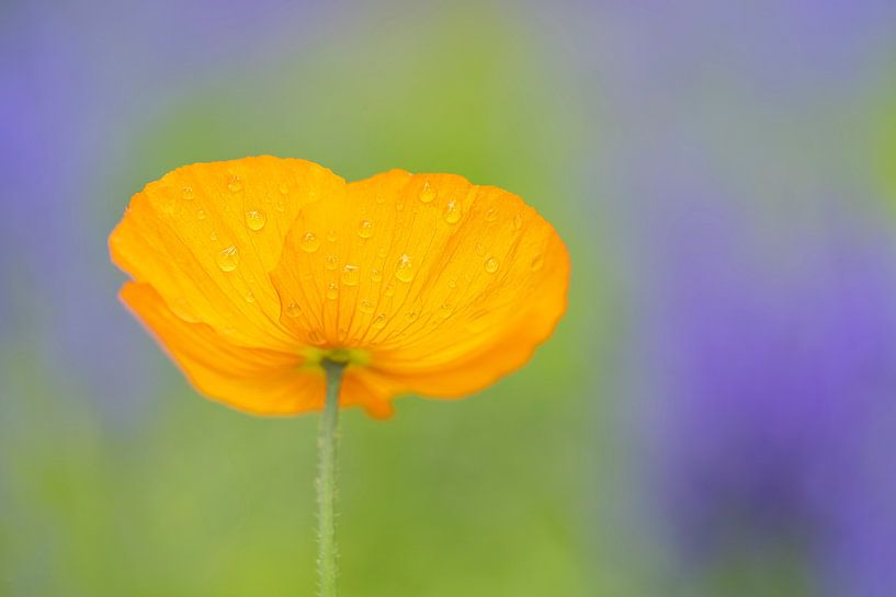 Oranger Mohn von Pieter van Roijen