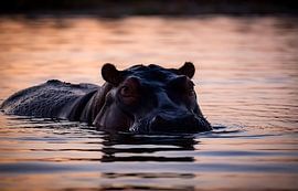 Tableau mural « Hippopotame à l'heure dorée : regard dans les yeux » - Photographie animalière