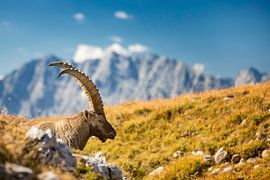 Steinbock  in den Alpen mit Watzmann im Hintergrund