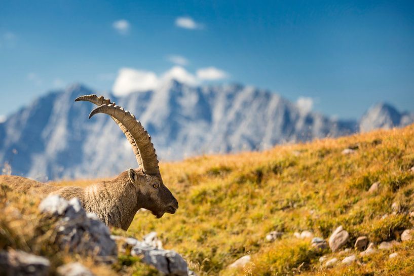 Ibex in the Alps with Watzmann in the background by Dieter Meyrl