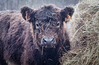 Galloway beef