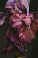 Bloem in alle tinten roze en paars