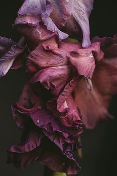 Bloem in alle tinten roze en paars van Carla Van Iersel