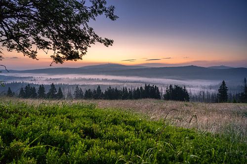Harz and its fog