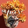 Succulente orange, mur ocre et pot en mosaïque sur My Footprints