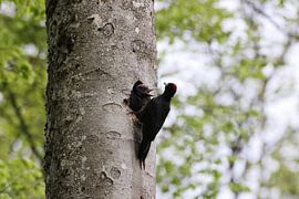 Black Woodpecker ( Dryocopus martius ) feeding young nestling, Swabian Alb Germany by Frank Fichtmüller