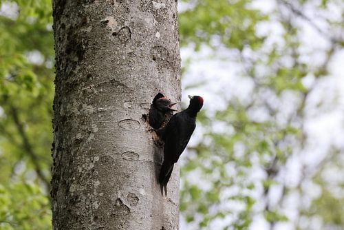 Zwarte specht ( Dryocopus martius ) voedt jong nestjong, Schwäbische Alb Duitsland