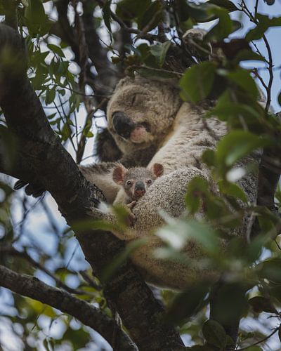 Koala's van Magnetic Island: Een Iconische Australische Ervaring