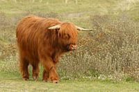 Schotse Hooglander