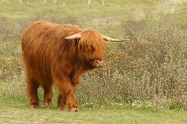 Scottish Highlander by Jan Nijeboer