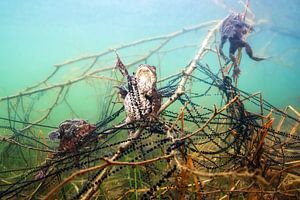 Mating toads