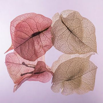 Pink Autumn: Transience of the leaves by Marjolijn van den Berg