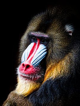 Mandrill by Scholtes Fotografie